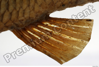 Common chub Squalius cephalus belly fin 0005.jpg